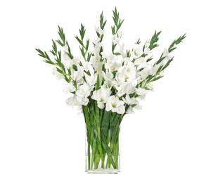 Цветы Gladiola, белые в стеклянном прямоугольнике