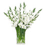 Цветы Gladiola, белые в стеклянном прямоугольнике