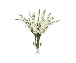 Цветы Gladiola, белые в стеклянной урне