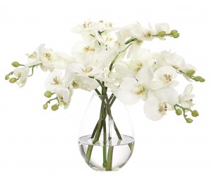 Цветы ORCHID PHALAENOPSIS, CREAM WHITE в стеклянной вазе