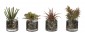 Цветы SUCCULENT/SET OF 4, GREEN BURGUNDY, IN GLASS CYLINDER