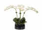 Цветы ORCHID PHALAENOPSIS, CREAM WHITE, GLASS BOWL