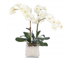Цветы ORCHID PHALAENOPSIS, CREAM WHITE, GLASS CUBE