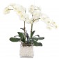 Цветы ORCHID PHALAENOPSIS, CREAM WHITE, GLASS CUBE