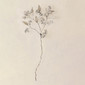Настенный декор Seeded Eucalyptus-Antique Nickel-Lg