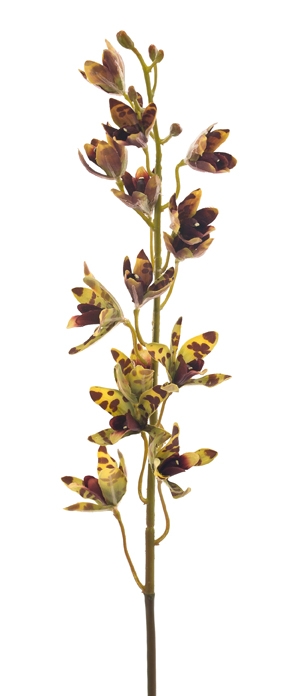 Ботаническая копия Orchid Ansilla