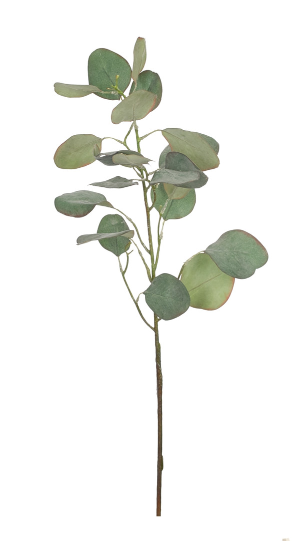 Ботаническая копия Eucalyptus