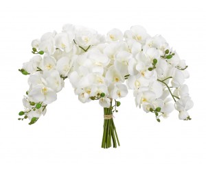 Цветы Orchid Phalaenopsis Белые без вазы