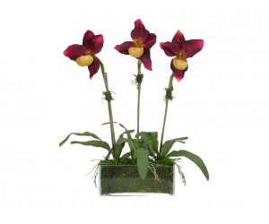 Цветы Orchid Lady Slipper, Бургунди и садовый мох, Стекло