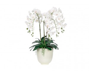 Цветы Orchid Phalaenopsis Белые в высокой чаше
