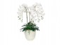 Цветы Orchid Phalaenopsis Белые в высокой чаше