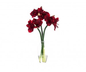 Цветы Amaryllis Красные в стеклянной вазе