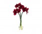 Цветы Amaryllis Красные в стеклянной вазе