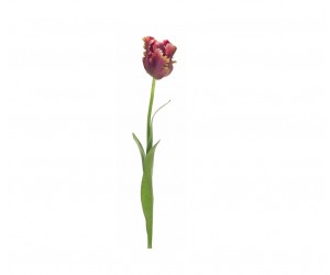 Цветок Tulip пурпурный | Box of 12