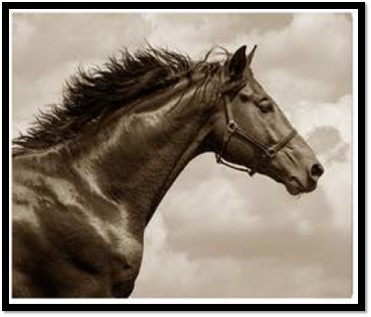 Постер Newmarket Horses NMH2/615/28