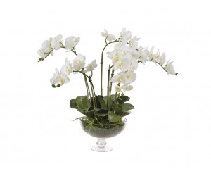 Цветы Orchid Phalaenopsis кремовые и белые с мхом