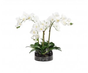 Цветы Orchid Phalaenopsis белые в стеклянном цилиндре