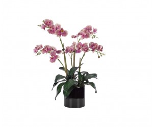 Цветы Orchid Phalaenopsis пурпурные в керамическом черном горшке