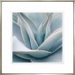 Постер Succulents 9, Contemporary Silver 424